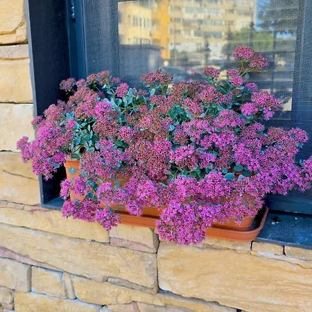 דירה Morava 1 Asparuhovo House וארנה