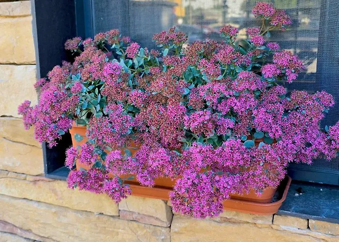 公寓 Morava 1 Asparuhovo House 瓦爾納